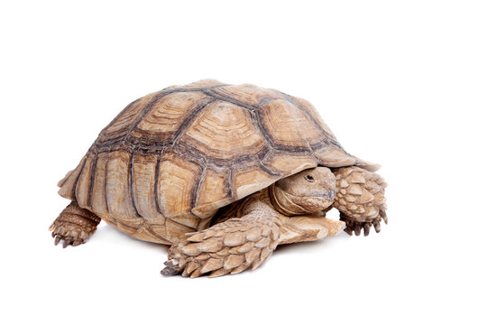 African Spurred Tortoise on white