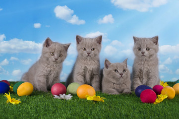 Fototapeta na wymiar Easter small kittens playing in the grass with painted eggs
