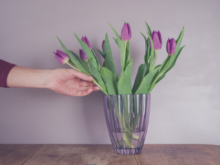 Hand touching purple tulips in vase