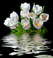 Obrazy na Szkle  białe tulipany
