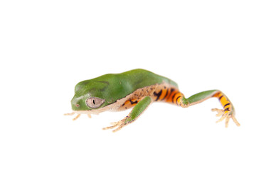 Northern orange-legged leaf frog on white