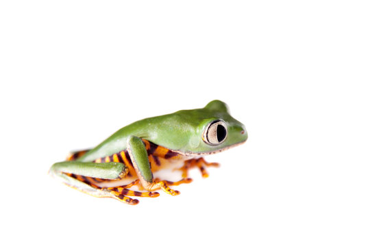 Barred leaf frog isolated on white