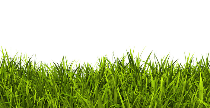 Gras, Rasen, Wiese, Ostergras, Panorama, Banner, Hintergrund, 3D