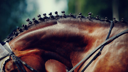 Neck of a horse. © Azaliya (Elya Vatel)