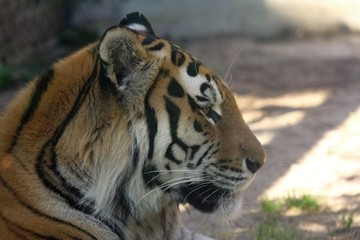 Fototapeta na wymiar amur tiger