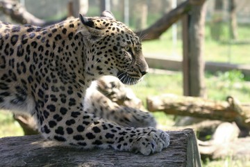 leopard