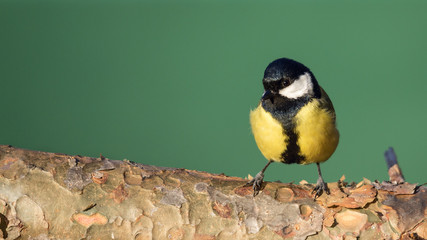 Carbonero (Parus major)