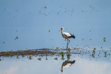 Stork in the Water