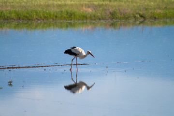 Hunting Stork in the Water