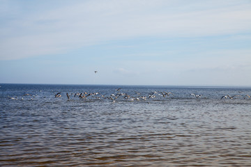 Sea gulls at Baltic sea.