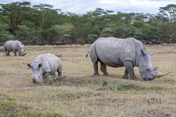 Obraz premium Safari - rhinos