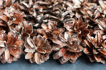 Fir cone