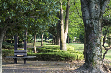 公園の並木道
