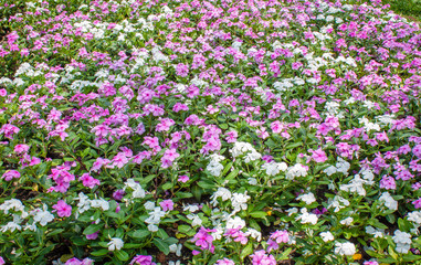 Pink and white flowers in park