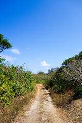 Obraz premium 沖縄県 鳩間島の道