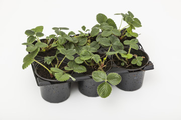 Frühjahrsanbau - Erdbeerepflanzen Fragaria