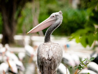 pelican bird