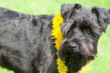 Decorated Black Miniature Schnauzer Dog