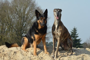 Galgo Espanol und Deutscher Schäferhund