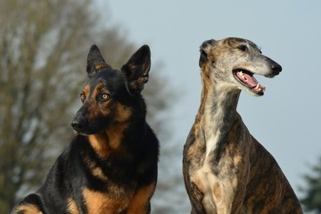 Galgo Espanol und Deutscher Schäferhund