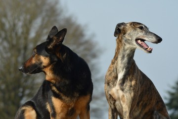Galgo Espanol und Deutscher Schäferhund