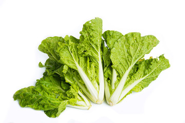 lettuce leaves isolated on white background
