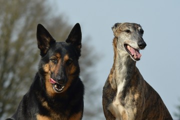 Galgo Espanol und Deutscher Schäferhund