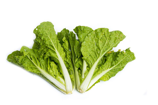 Fresh organic lettuce over white background