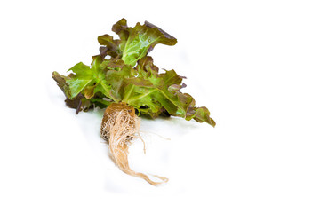 Red oak leaf lettuce with root on a white background