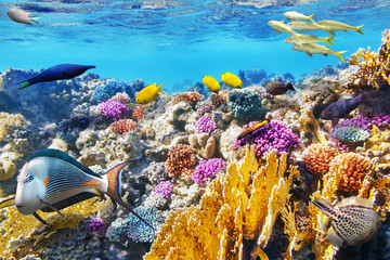 Underwater world with corals and tropical fish.