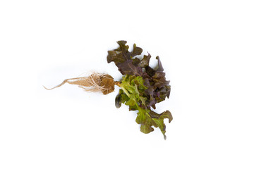 Red oak leaf lettuce with root on a white background