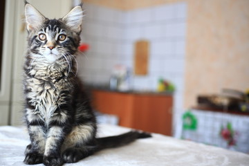 Cute Black tabby color Maine coon kitten