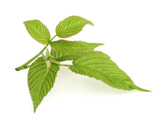 Leaves of raspberry on white background