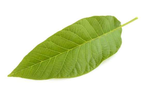 walnut leaf isolated on white