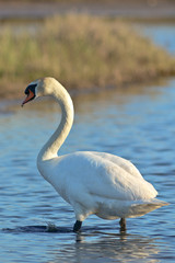 cigno reale (Cygnus olor)