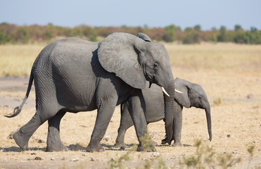Elephant mother and calf walking while bonding relationship