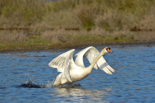 cigno reale (Cygnus olor) in decollo