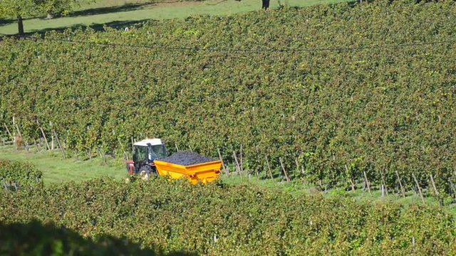 Grape pickers harvesting grapes in Bordeaux vineyards 