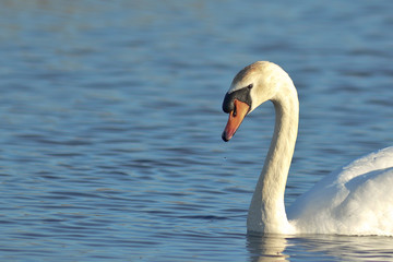 cigno reale (Cygnus olor) ritratto