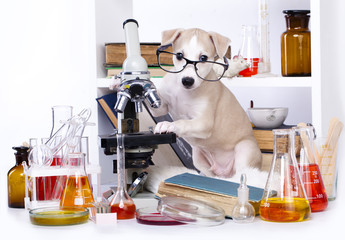 Whippet puppy young lab chemist