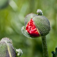 Borning of a red poppie