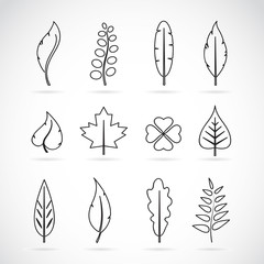 Vector leaves icon set on white background