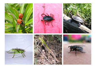 set insects