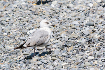 Gulls on the shore