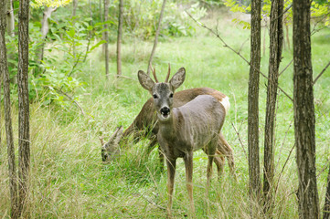 Naklejka na ściany i meble Pair of grazing deer, Safari Park Taigan (Lions Park), Crimea.
