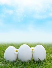 white eggs laying in green grass with daisy