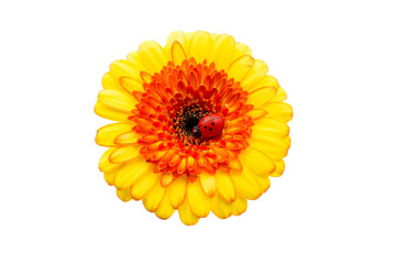 gerbera