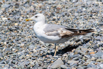 Gulls on the shore