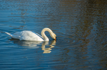 white swan on autumnal blue pond