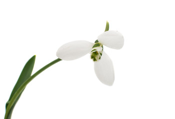 Obraz premium snowdrop flower